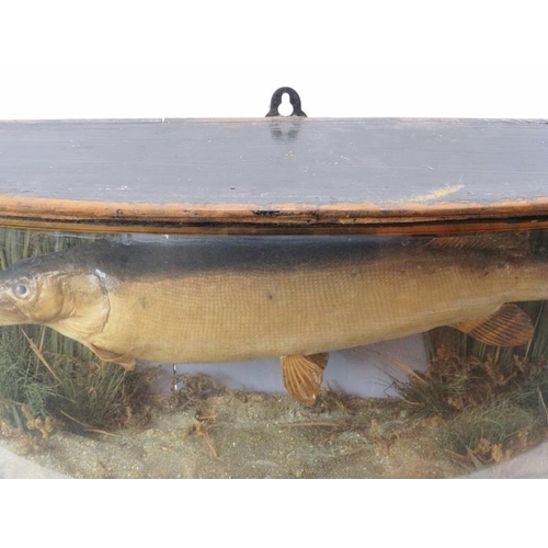 2 - Taxidermy: An antique pike fish modelled in a naturalistic riverbed setting. Well presented and mode... 