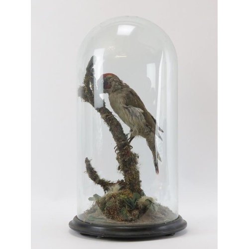 3 - Taxidermy: An antique green woodpecker modelled in a naturalistic setting, late 19th/early 20th cent... 