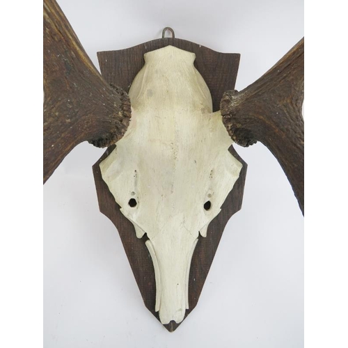 4 - A pair of vintage ten point deer antlers mounted on a carved wood skull and oak plaque. 79 cm approx... 