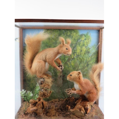 69 - Taxidermy: A vintage pair of red squirrels modelled in a naturalistic setting. Well presented and mo... 