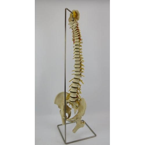 122 - A life size composite human spine teaching aid, on steel stand and a composite human infant skull te... 