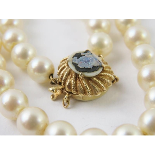 482 - A strand of cultured pearls on a yellow metal clasp stamped 14K, the light cream pearls 7.5-8mm, 59c... 