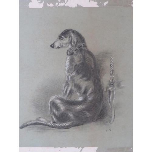 531 - An unframed pencil drawing of a lurcher dog. Signed mono lower right E.W. possibly on the Weigall fa... 