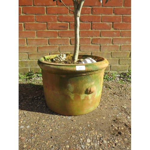 831 - A vintage terracotta garden planter containing an olive tree. 
H163 x Diameter 40cms (approx)
Condit... 