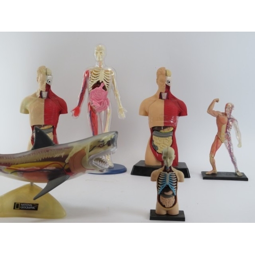 A group of vintage anatomical figures. Comprising seven human ...