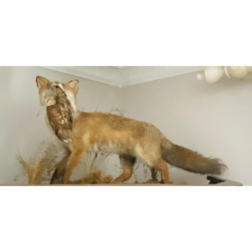 62 - Taxidermist Fox