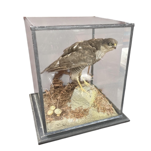 26 - Taxidermy Sparrow Hawk 19C