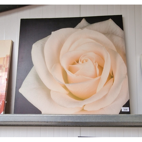 258 - Large white rose canvas 76x76cm