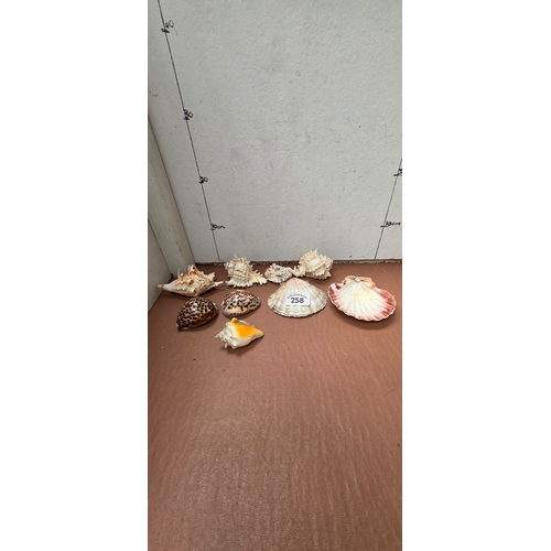 258 - Collection of Shells