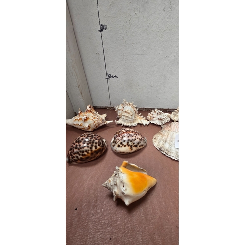 258 - Collection of Shells