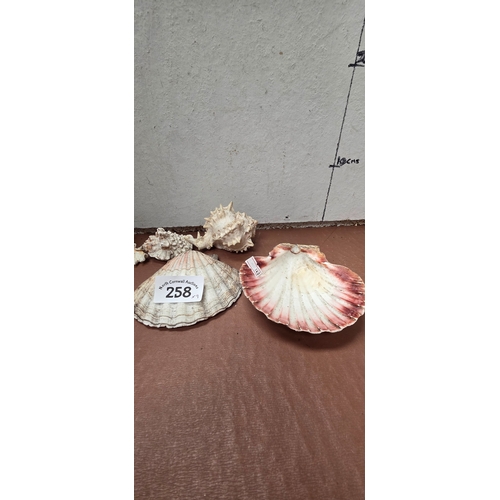 258 - Collection of Shells