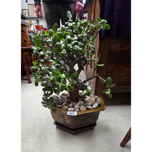 262 - Jade Plant in Decorative hexagonal Ceramic Pot