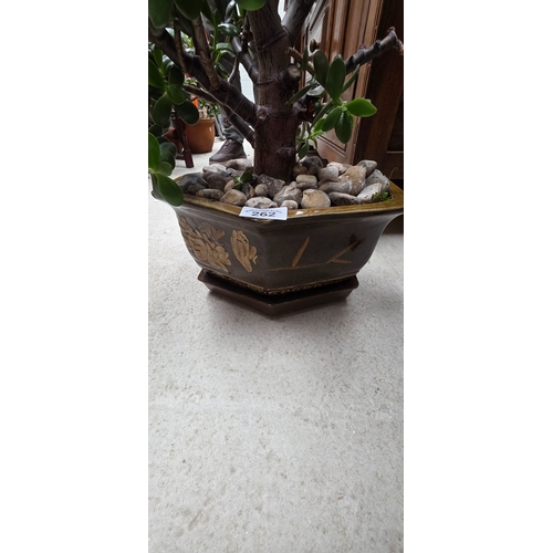 262 - Jade Plant in Decorative hexagonal Ceramic Pot