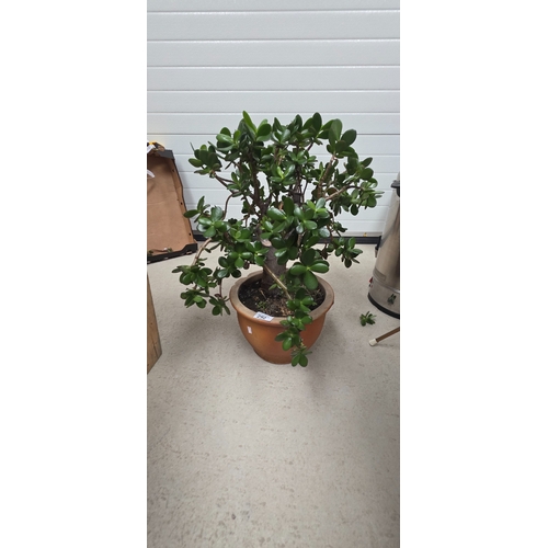 292 - Jade Money Plant in ceramic pot