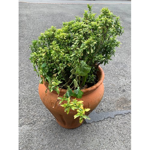 63 - Established shrub in terracotta pot