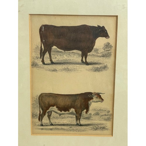 576 - Victorian Hand Coloured Etching Of Suffolk Ox & Hereford Cow