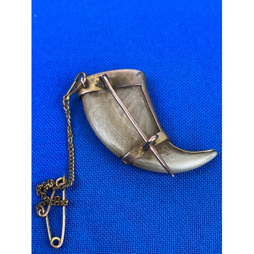 6 - 9ct Gold Mounted Lion Claw Brooch