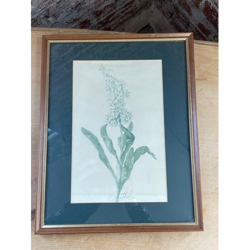 163 - Original Vintage Botanical Diagram Signed