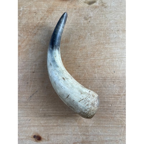 185 - Small Vintage Animal Horn