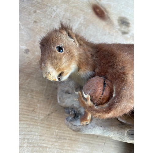 306 - French Taxidermy Squirrel (Sheldon)