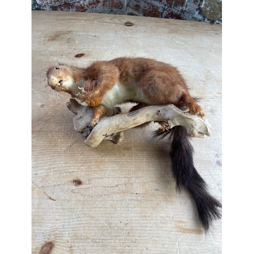 306 - French Taxidermy Squirrel (Sheldon)