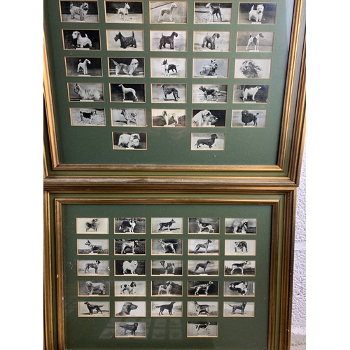 457 - Six sets of Framed Cigarette Cards Featuring Dogs - Wills's Cigarettes, Senior Service, and Players'... 