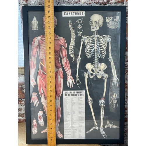 359 - Framed Anatomical Scientific Poster L'Anatomie