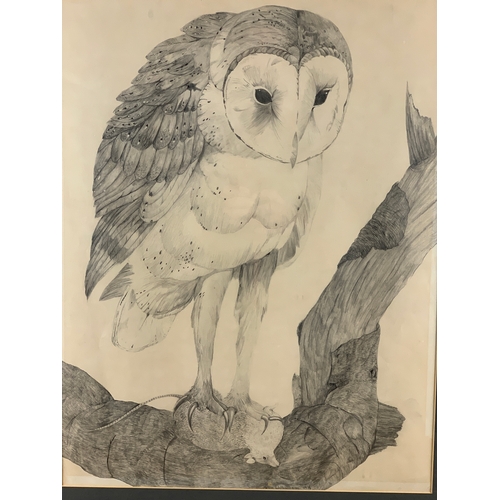 50 - Owl With Prey in Pencil - Anne Williamson 1976