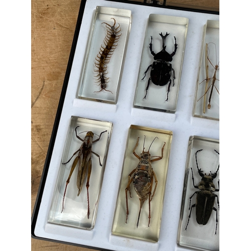 193 - 10 Large Bugs / Insects In Resin