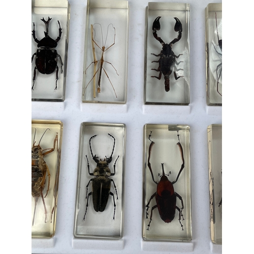 193 - 10 Large Bugs / Insects In Resin