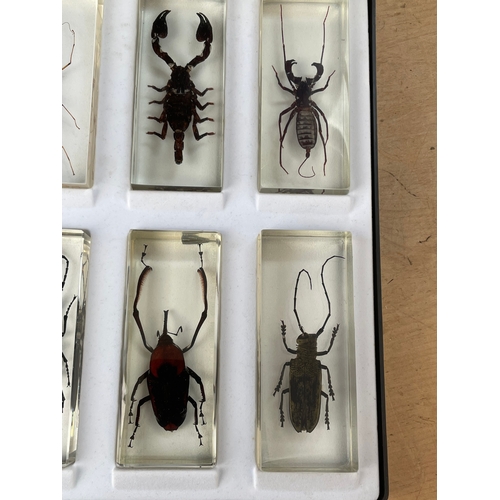 193 - 10 Large Bugs / Insects In Resin