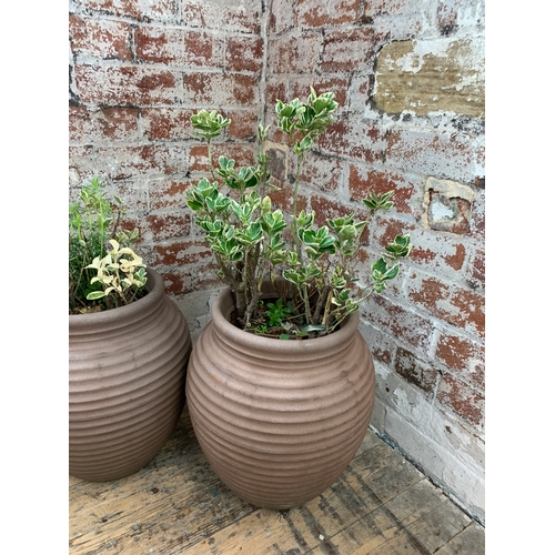 462 - Two Large Plastic Plant Pots with Established Plants