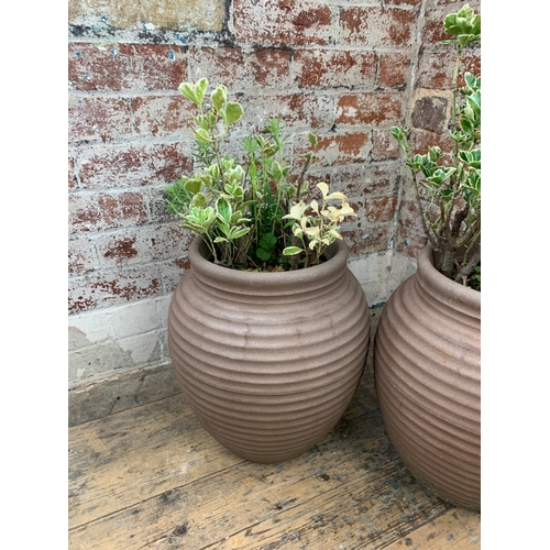 462 - Two Large Plastic Plant Pots with Established Plants