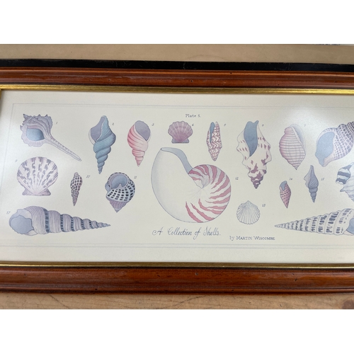 333 - Framed Prints Inc. A Study Of Seashells