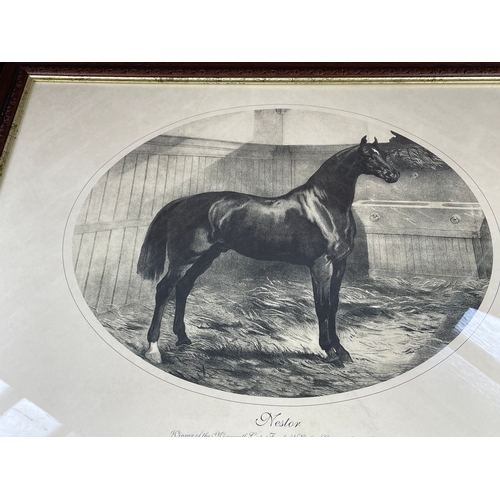 335 - Framed Vintage Picture Of Nestor The Race Horse