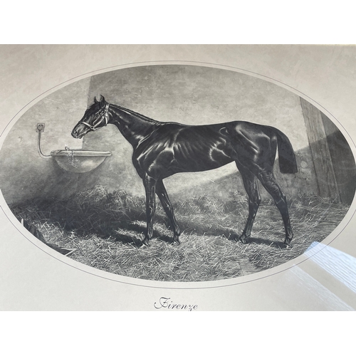 336 - Framed Vintage Picture Of Firenze The Race Horse