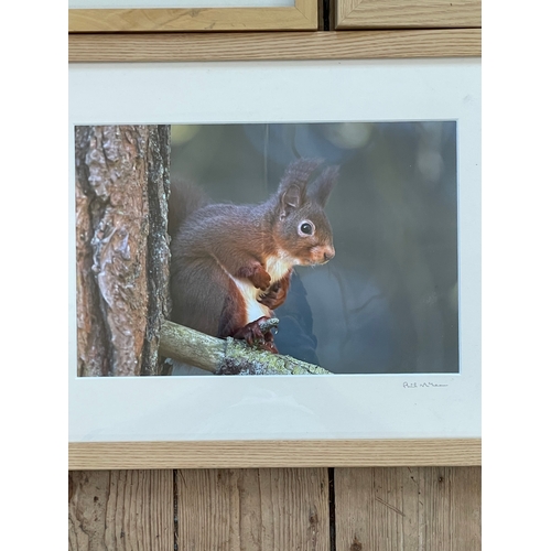 285 - Wildlife Photography By Phil McLean. Two Signed. All Nicely Presented In Light Oak Frames