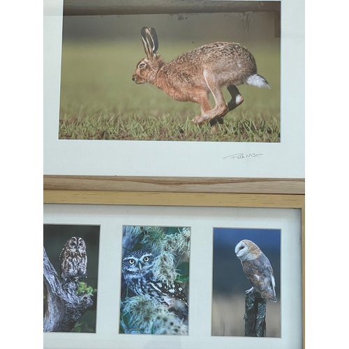 285 - Wildlife Photography By Phil McLean. Two Signed. All Nicely Presented In Light Oak Frames