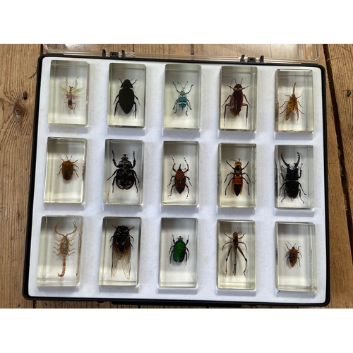 213 - 15 Large Bugs In Resin