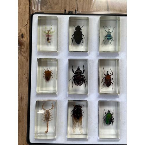 213 - 15 Large Bugs In Resin