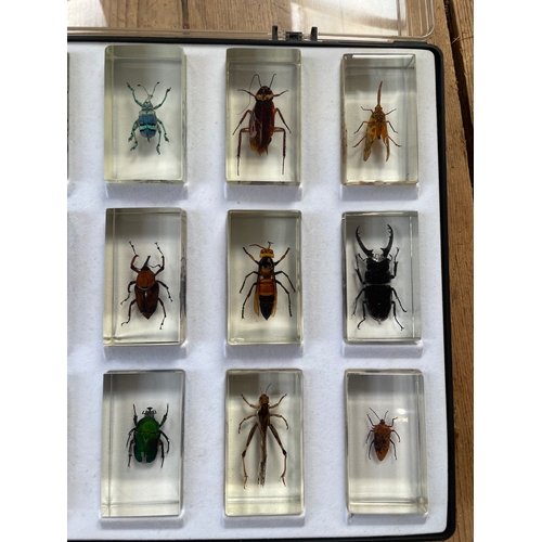 213 - 15 Large Bugs In Resin