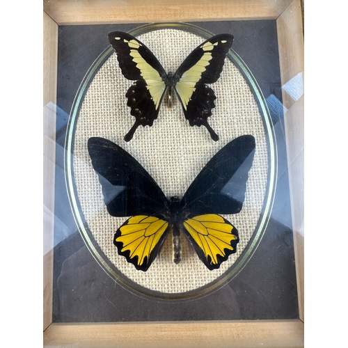 91 - Taxidermy Interest, Framed & Mounted Butterflies