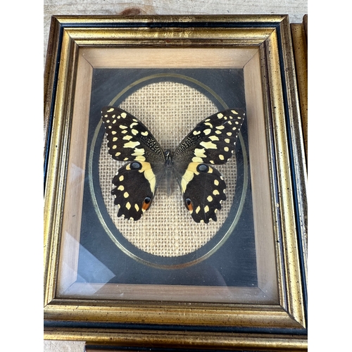 91 - Taxidermy Interest, Framed & Mounted Butterflies