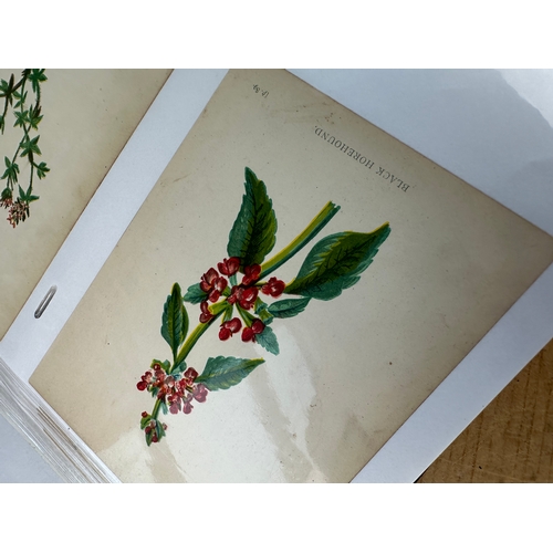 144 - Album of over 130 Antique Hand Illustrated Botanical Drawings