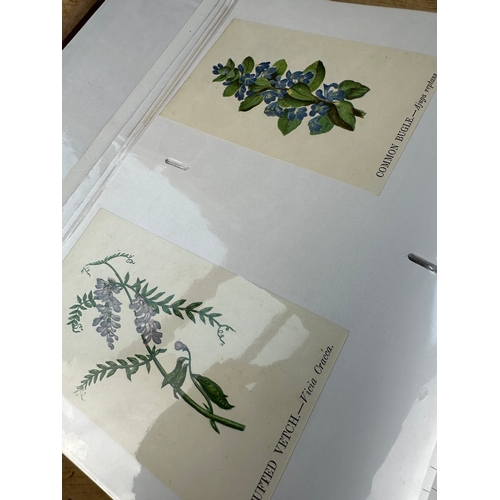 144 - Album of over 130 Antique Hand Illustrated Botanical Drawings