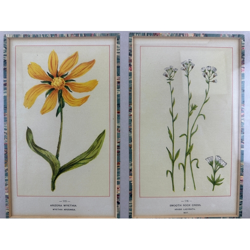 302 - Two Vintage Botanical Prints/Etchings