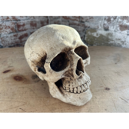 254 - Lifesize Resin Skull Moneybox