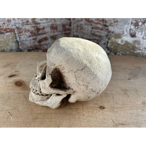 254 - Lifesize Resin Skull Moneybox