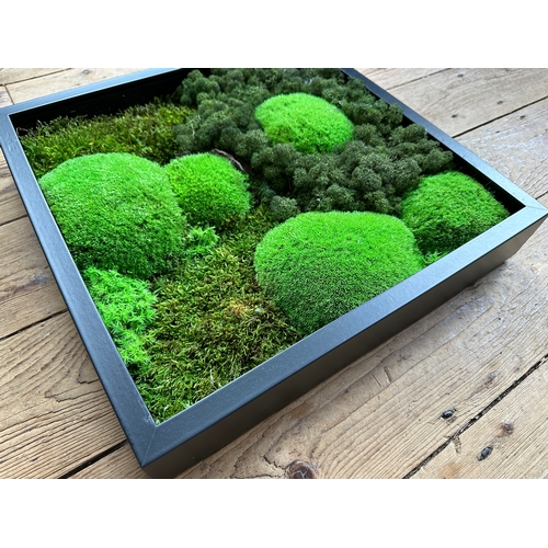 479 - Living Moss Frame