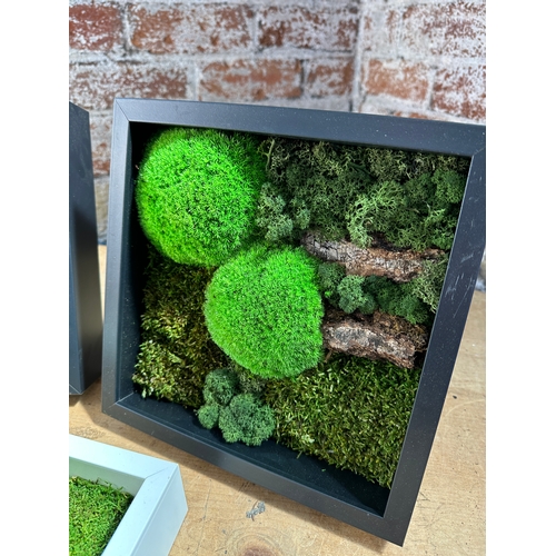 199 - Three Living Moss Art  Frames